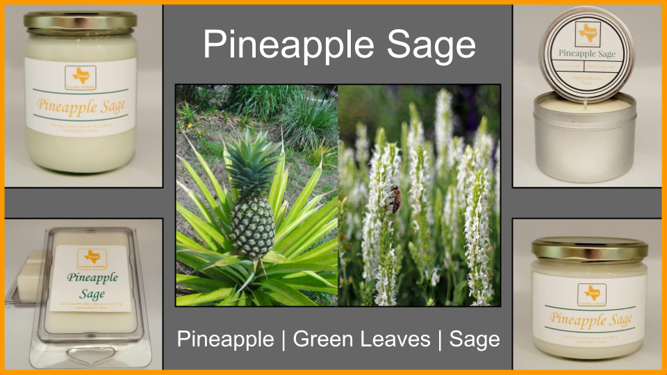 Pineapple Sage